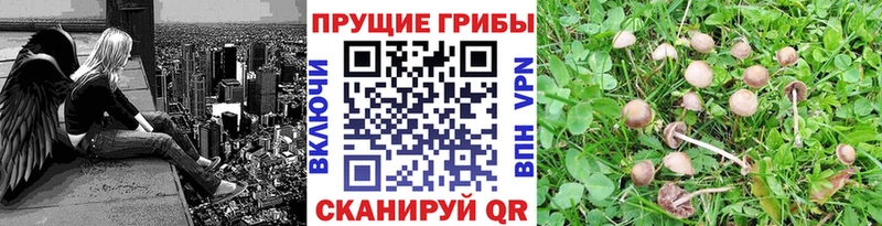 Псилоцибиновые грибы Cubensis  Ворсма 